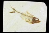 Fossil Fish Plate (Diplomystus) - Wyoming #111267-1
